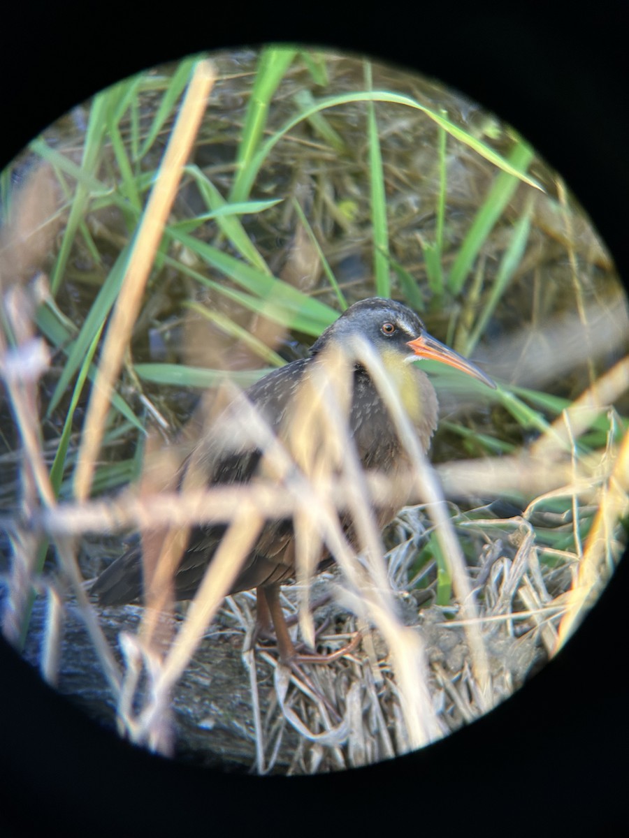 Пастушок віргінський - ML645089056