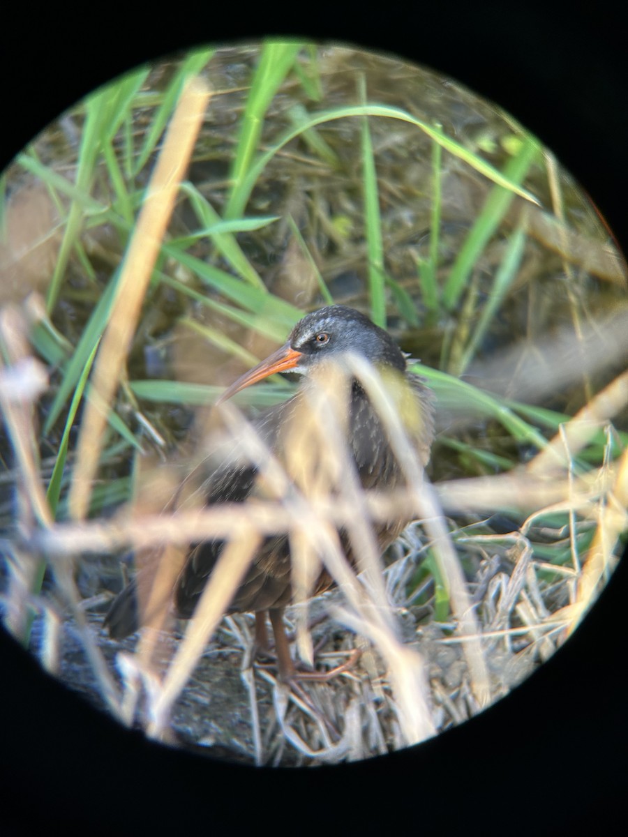 Пастушок віргінський - ML645089057