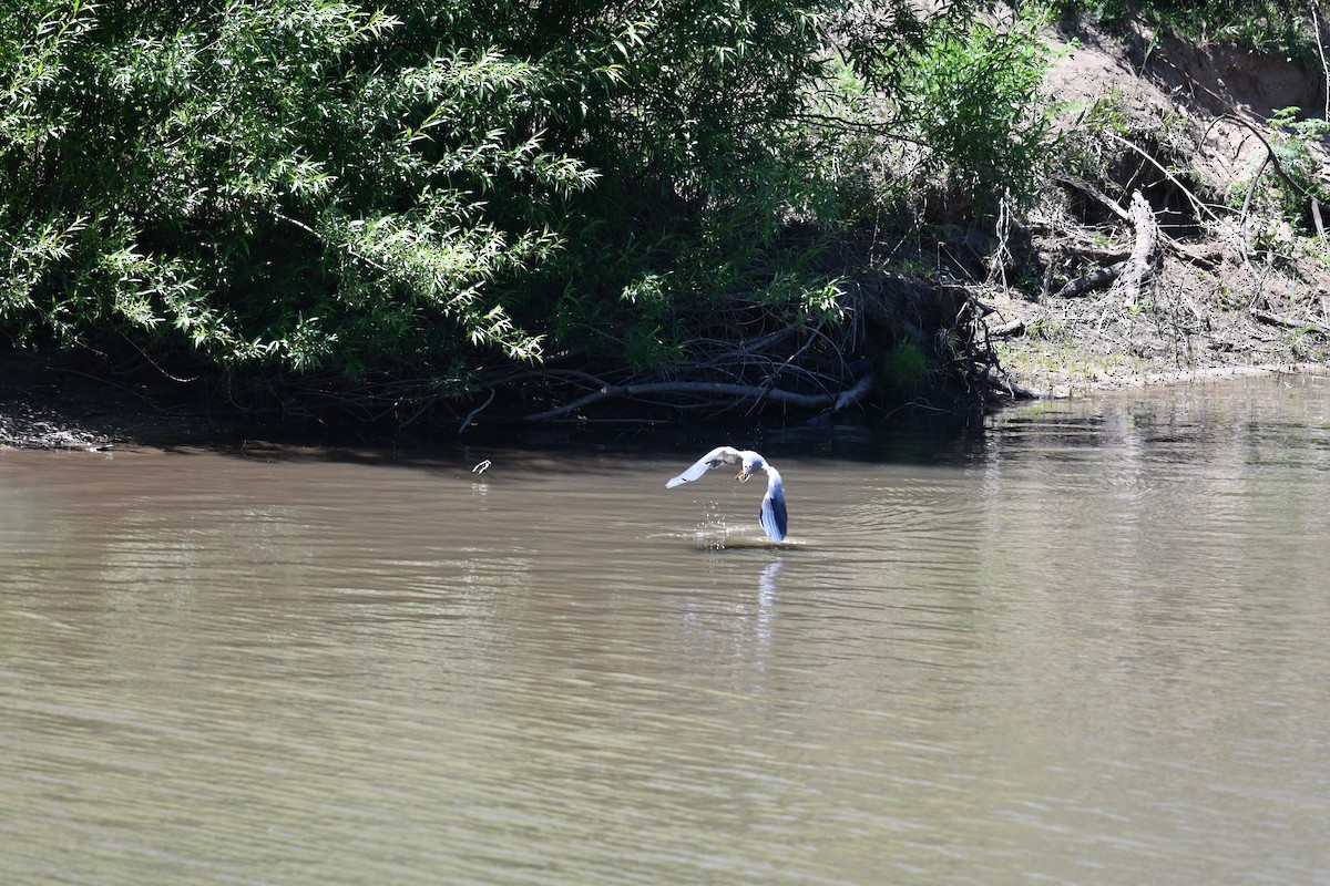 White-faced Heron - ML645089066