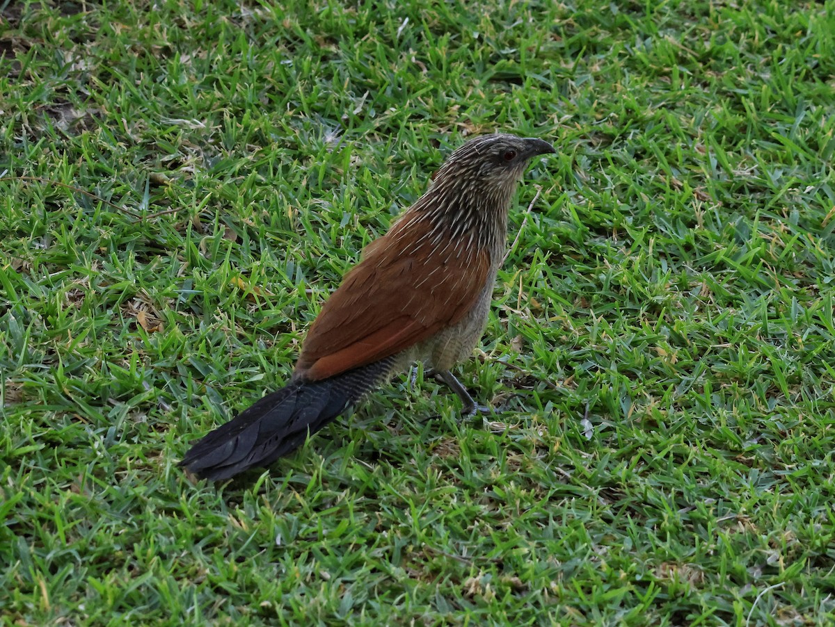 White-browed Coucal - ML645089068