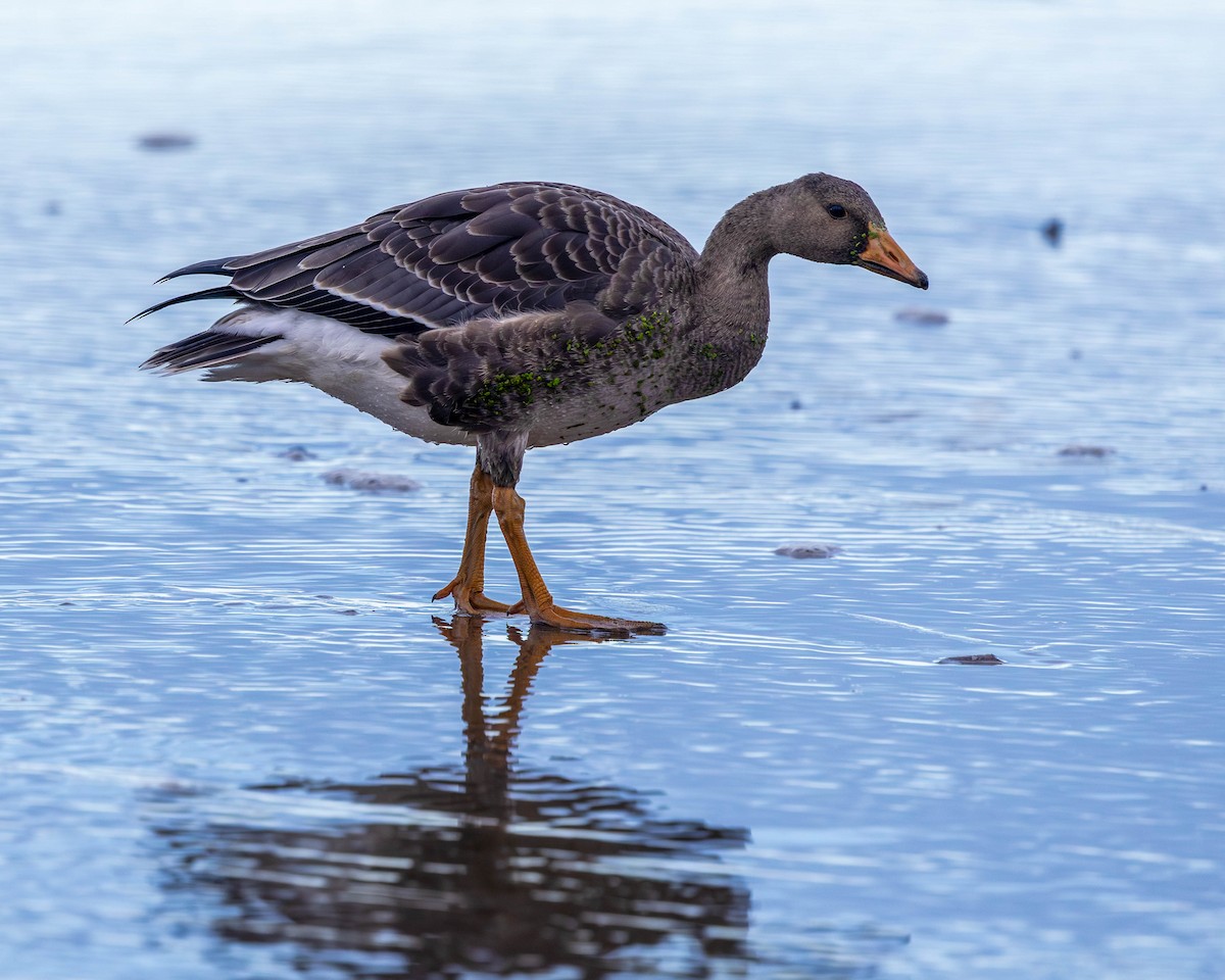 Greater White-fronted Goose - ML645089087