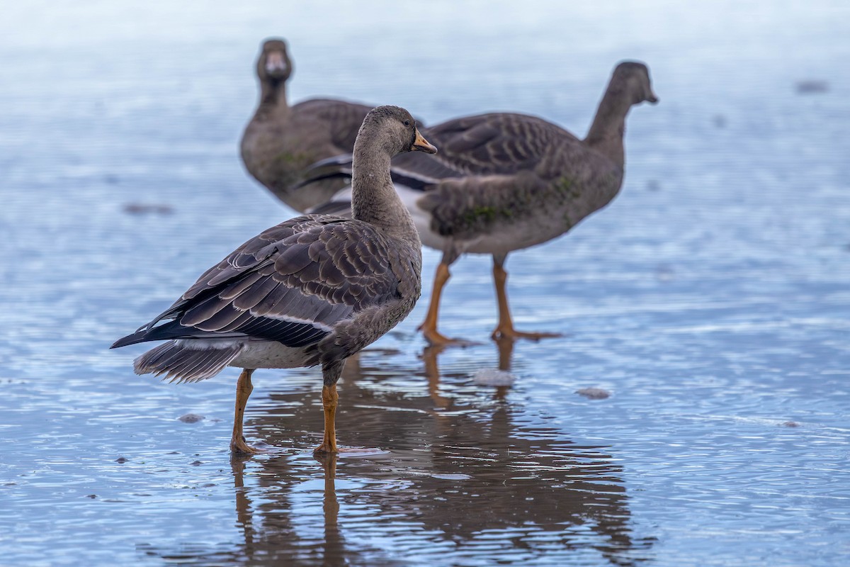 Greater White-fronted Goose - ML645089088