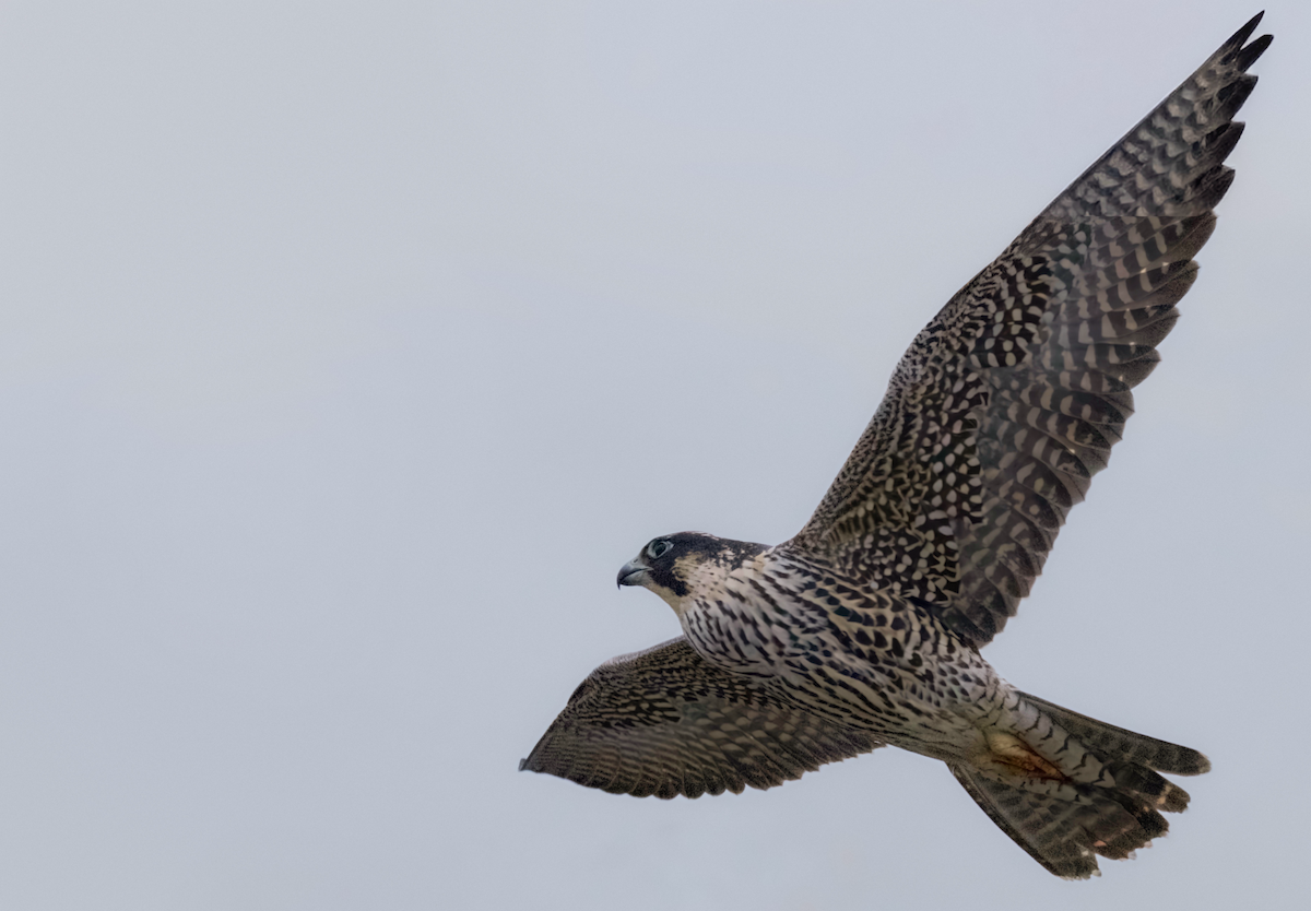 遊隼 - ML645089092