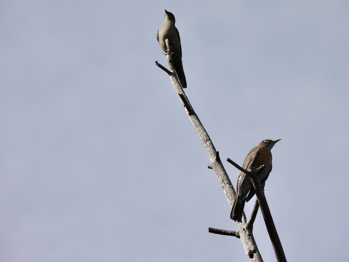 vandretrost - ML645089093