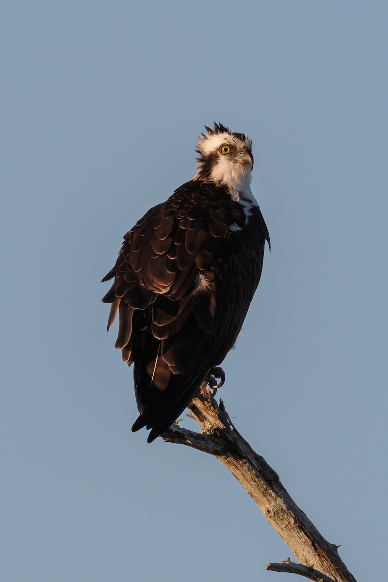 Osprey - ML645089094