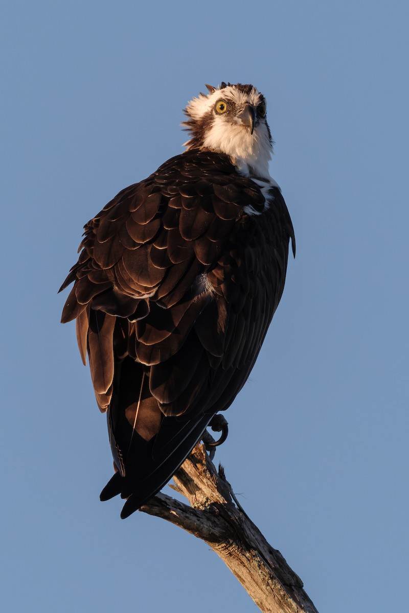 Osprey - ML645089095