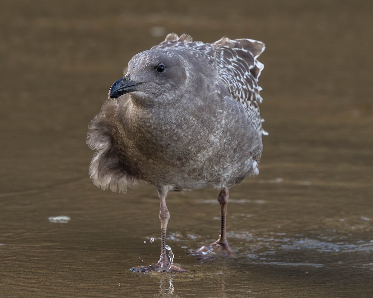 Western Gull - ML645089103