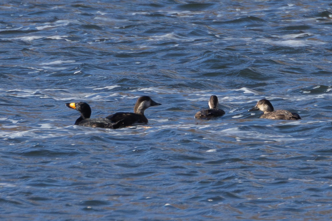 Black Scoter - ML645089118