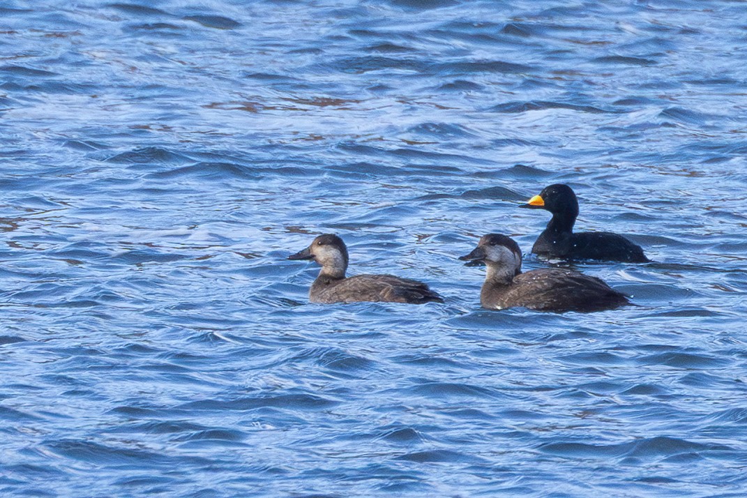 Black Scoter - ML645089121