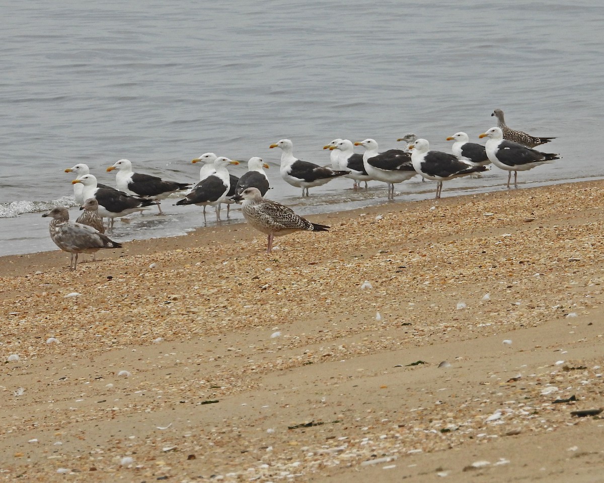 Büyük Kara Sırtlı Martı - ML645089124