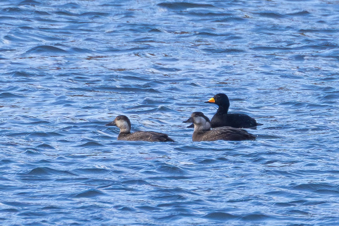 Black Scoter - ML645089129