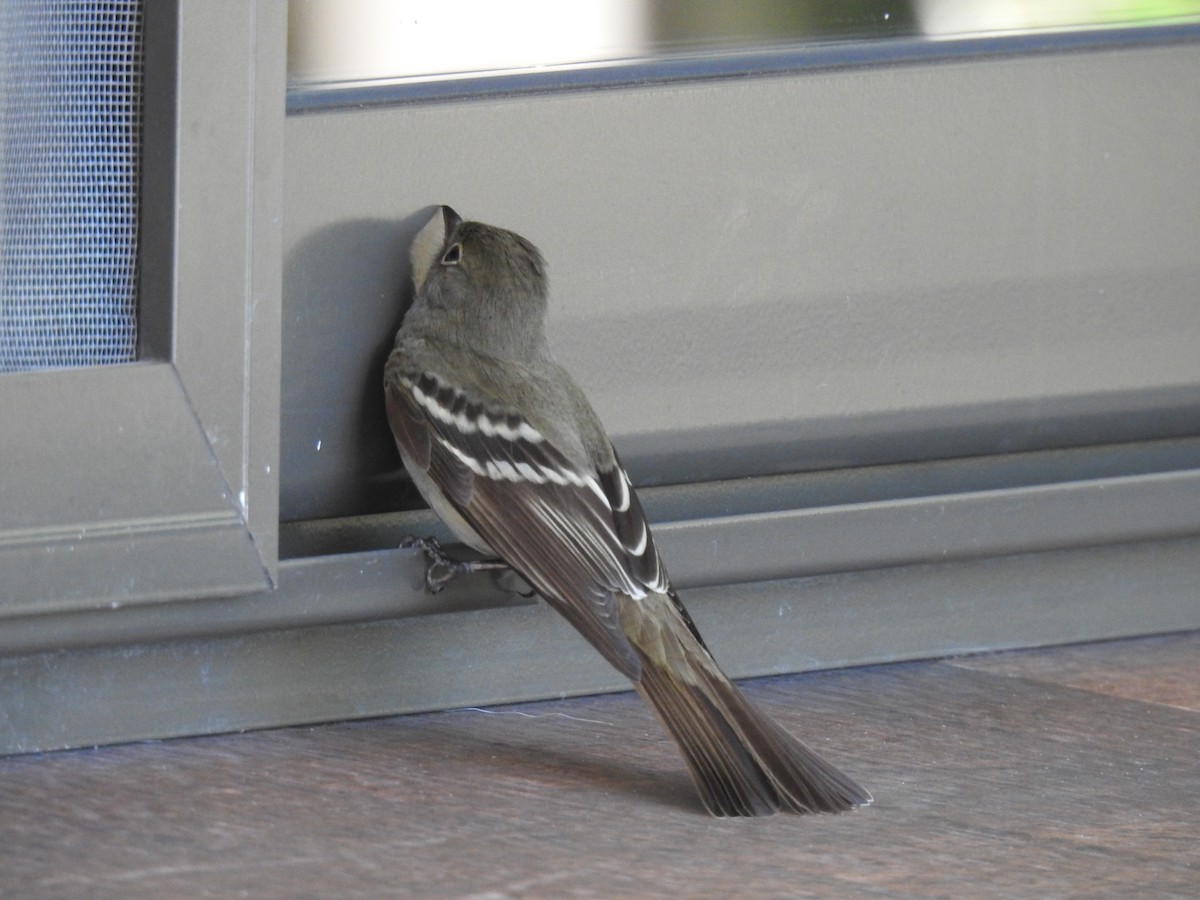 Small-billed Elaenia - ML645089134