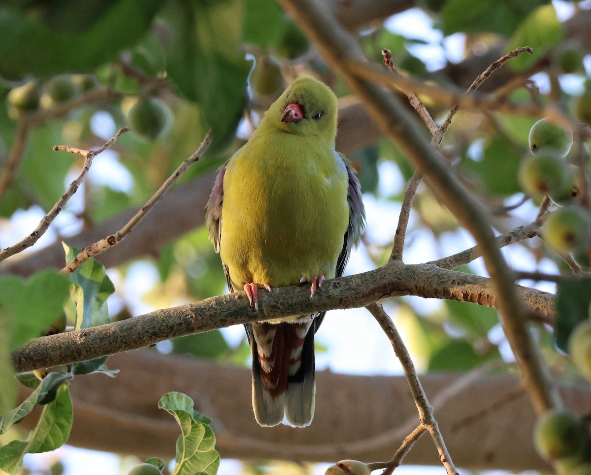 African Green-Pigeon - ML645089142