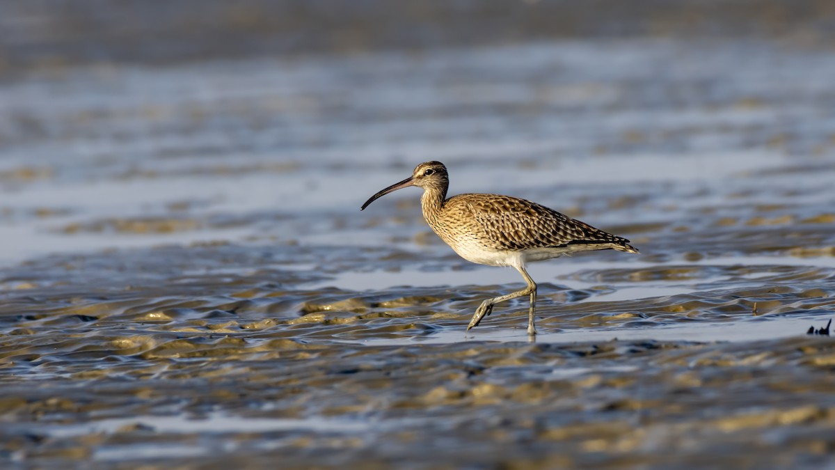 Морин тутгалжин - ML645089149