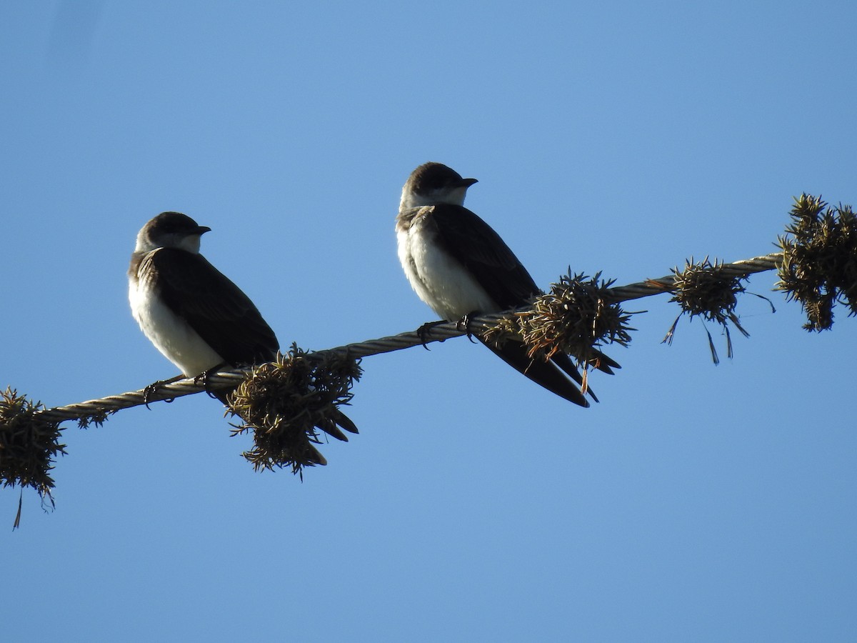 Brown-chested Martin - ML645089166