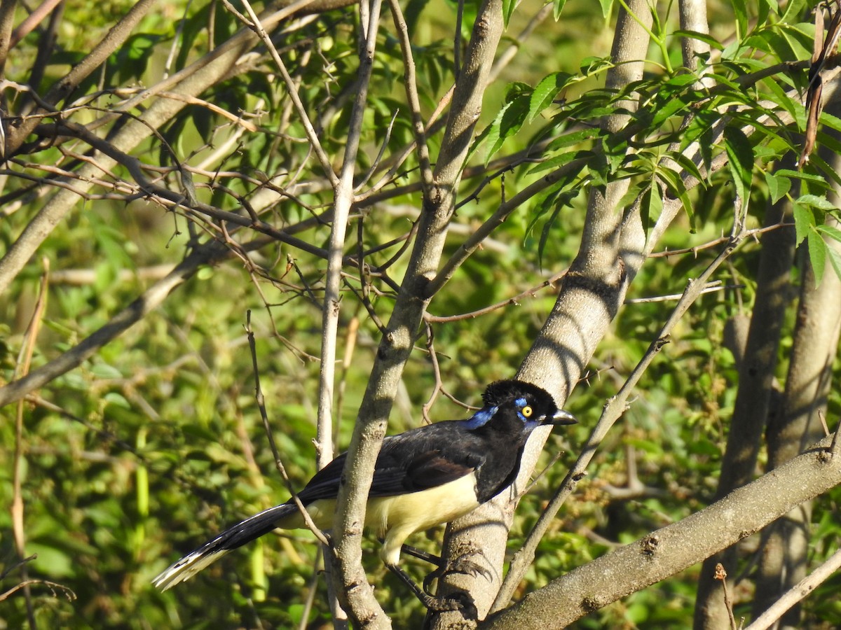 Plush-crested Jay - ML645089178