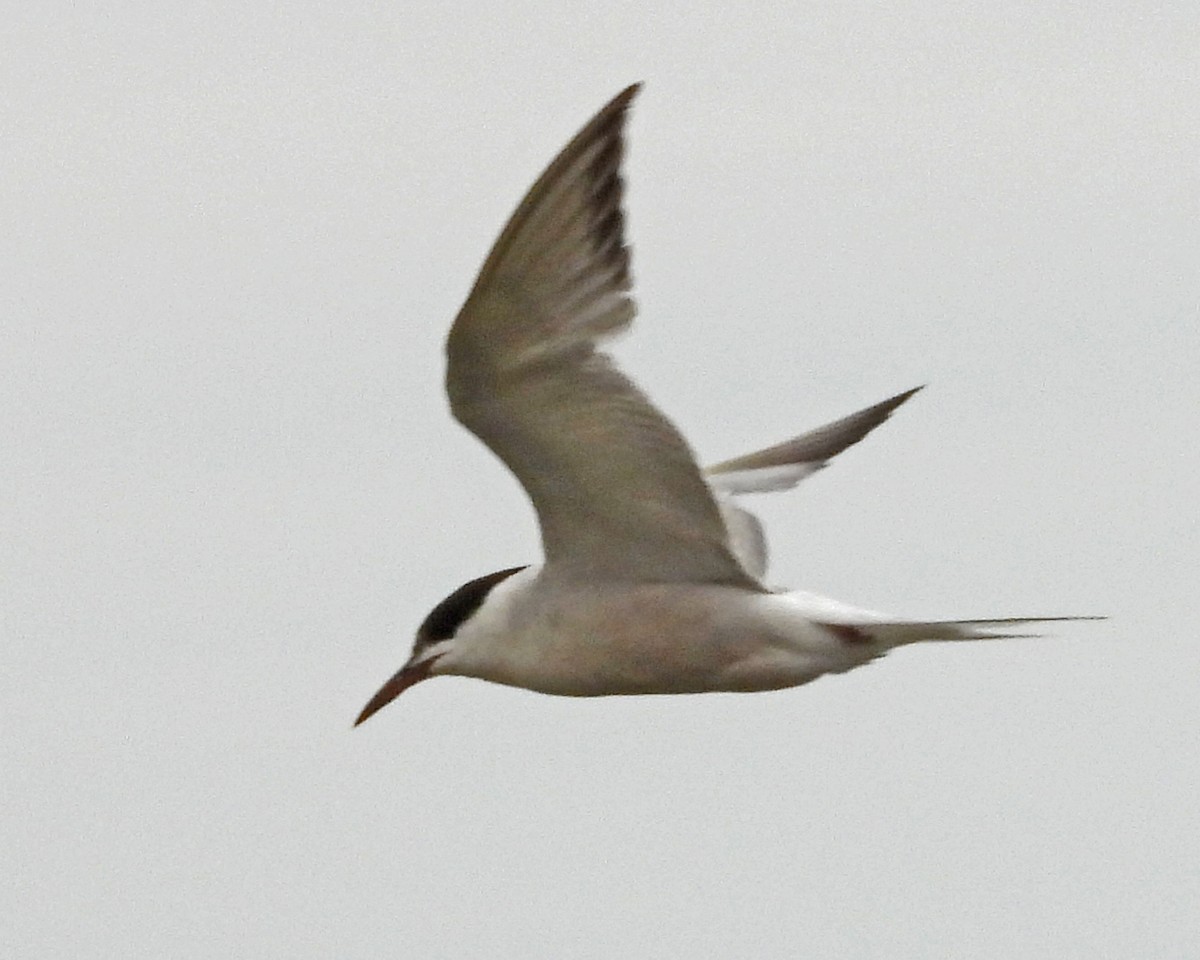 rybák obecný - ML645089191