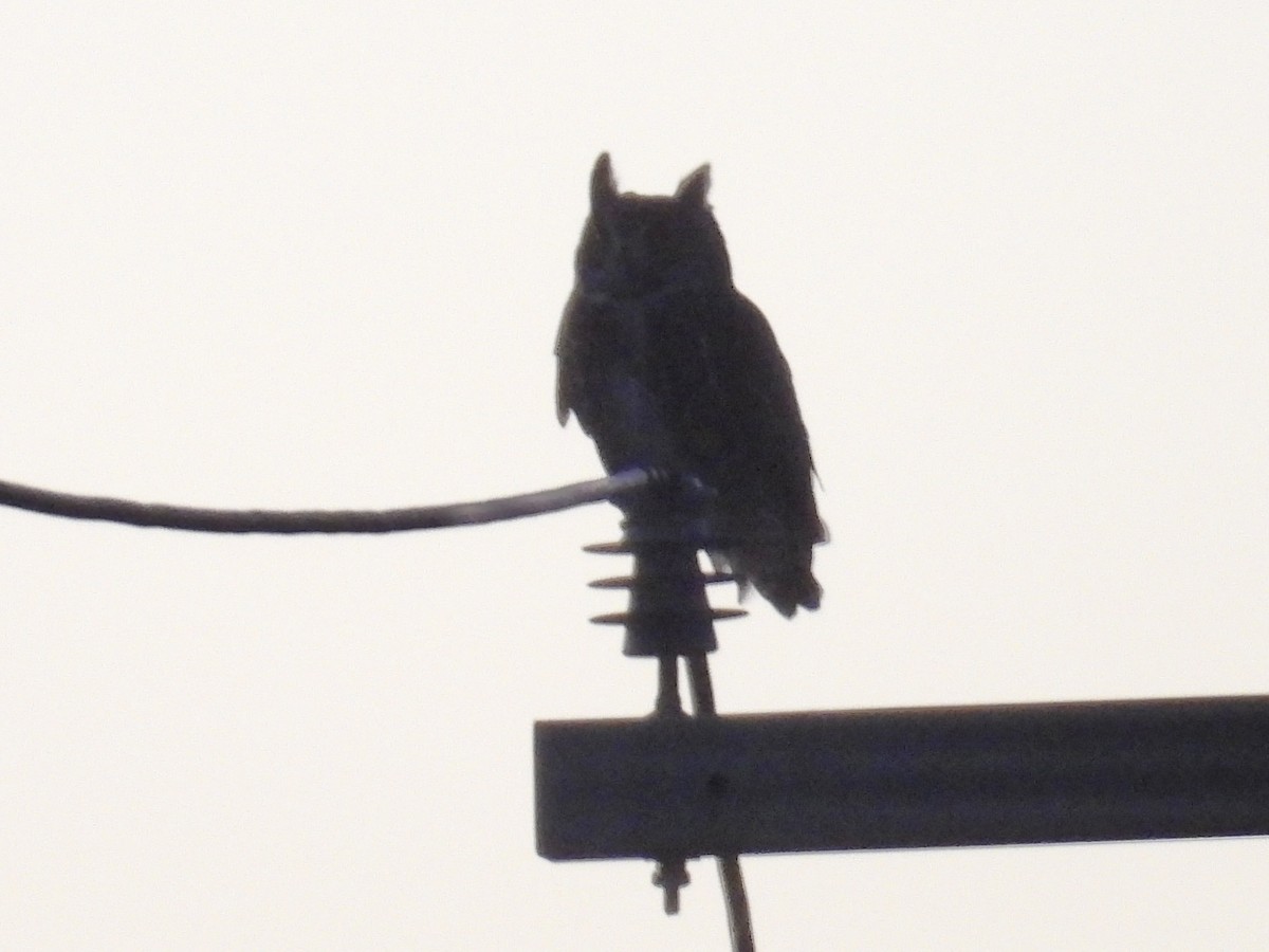 Great Horned Owl - ML645089193