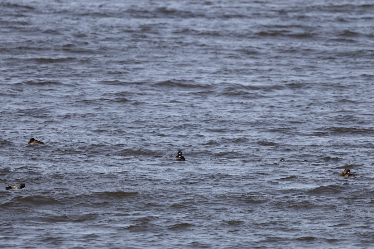 Гоголь-головастик - ML645089218