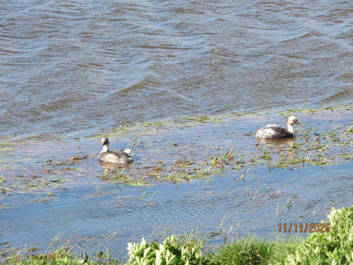 Silvery Grebe - ML645089225