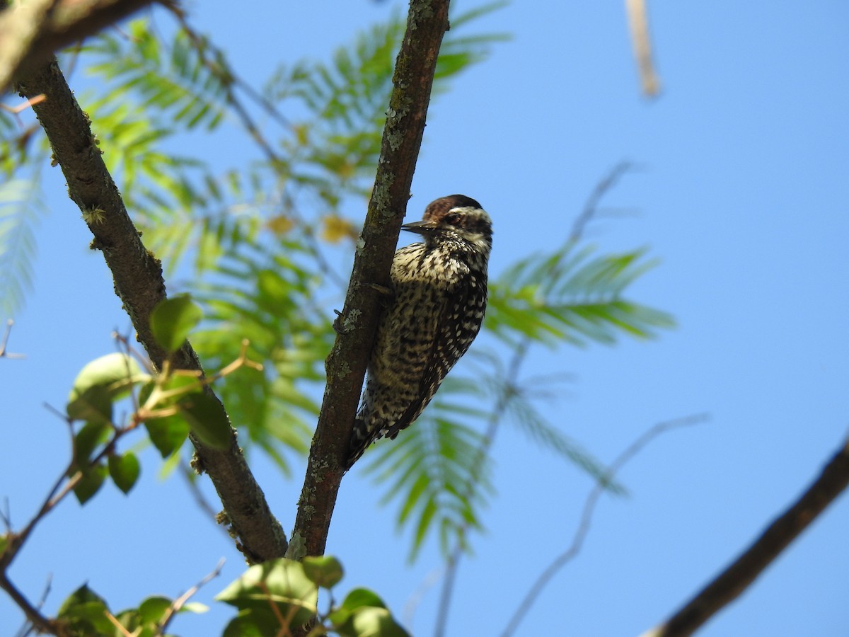 Checkered Woodpecker - ML645089231