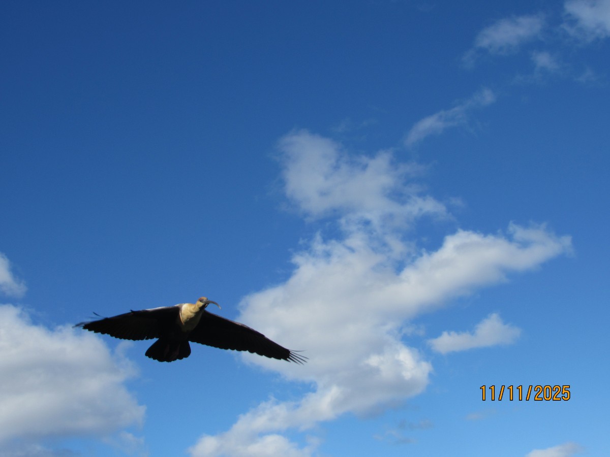 Bandurria Austral - ML645089237