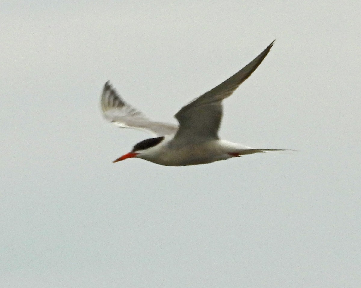 rybák obecný - ML645089238