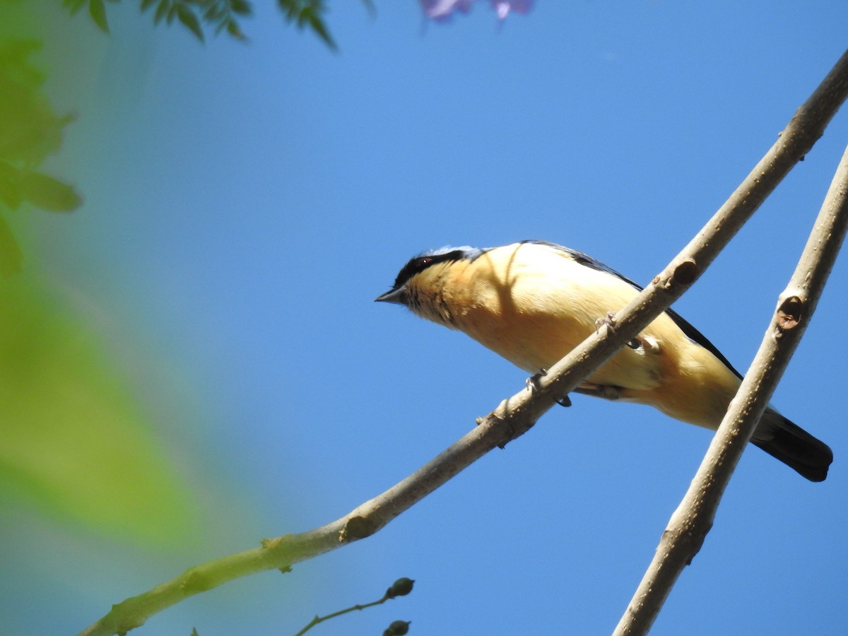 Fawn-breasted Tanager - ML645089251