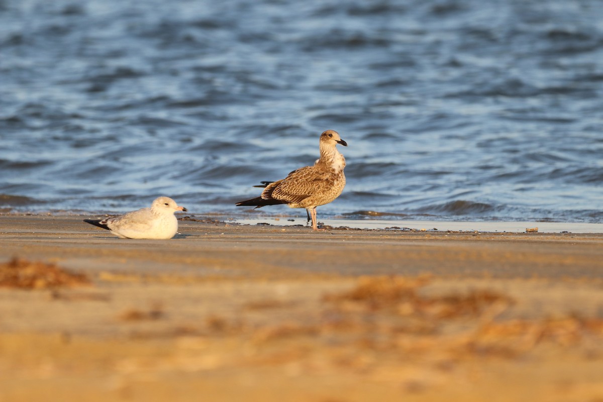 Gaviota Sombría - ML645089255