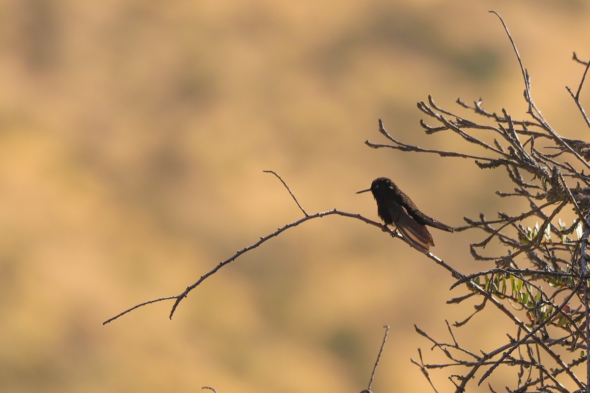 Black Metaltail - ML645089275