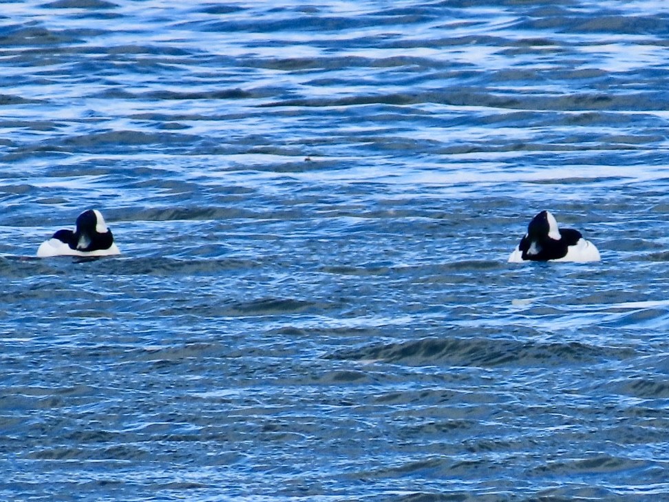 Гоголь-головастик - ML645089308