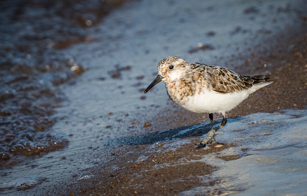 Sanderling - ML645089314