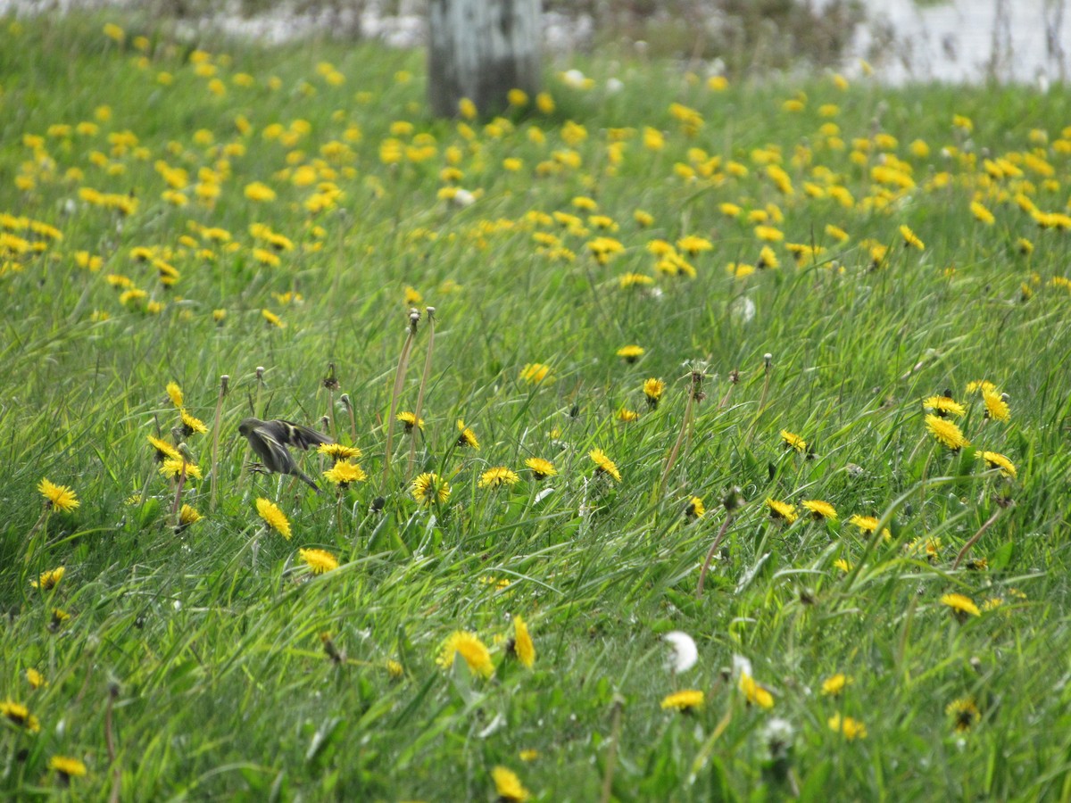 Black-chinned Siskin - ML645089318