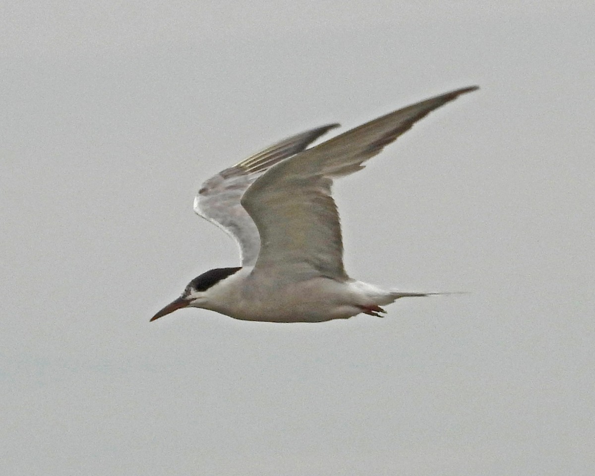 rybák obecný - ML645089330