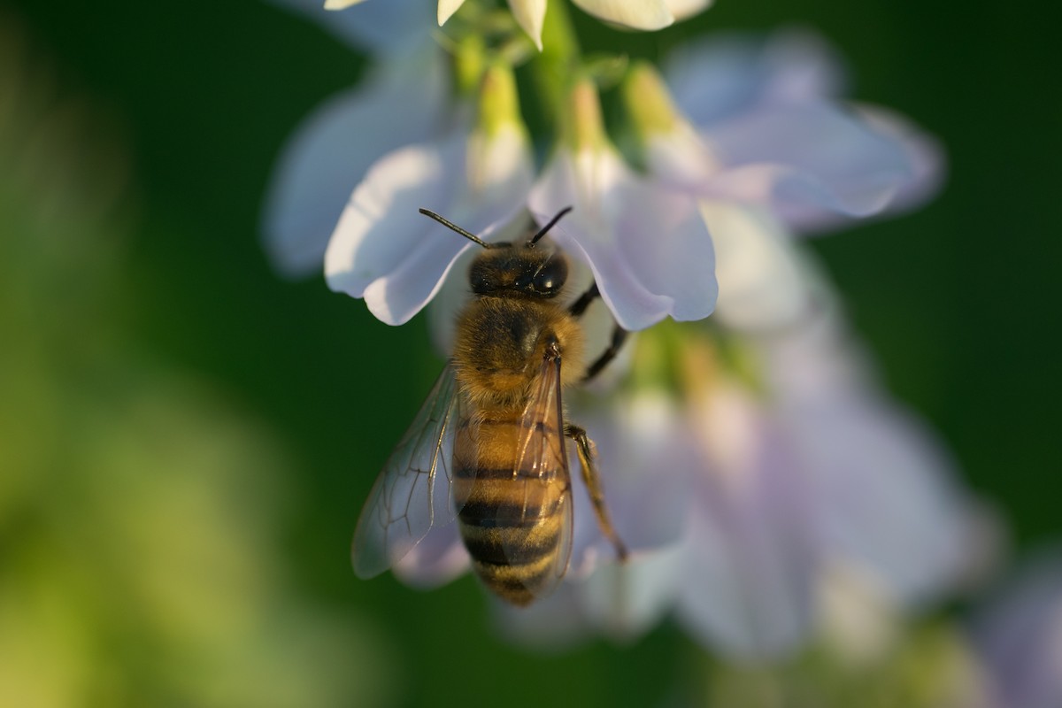 Western Honey Bee - ML645089346