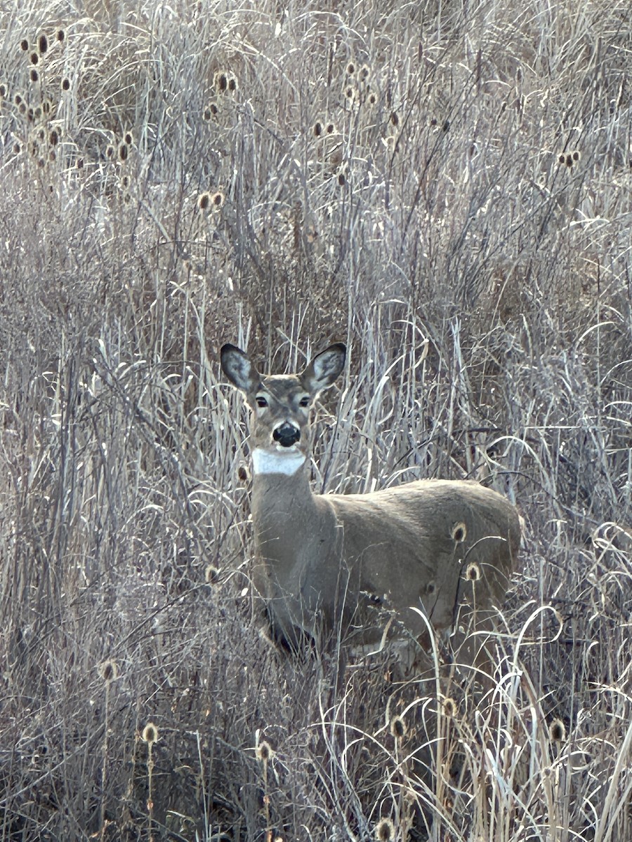 Animals - ML645089353