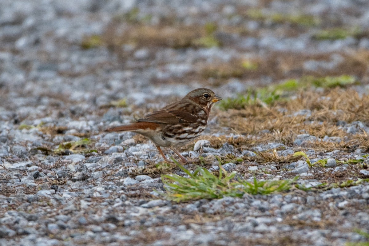 strnadec kaštanový - ML645089391