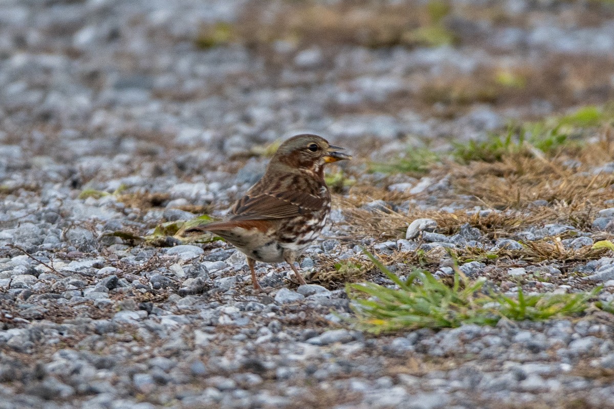 strnadec kaštanový - ML645089393