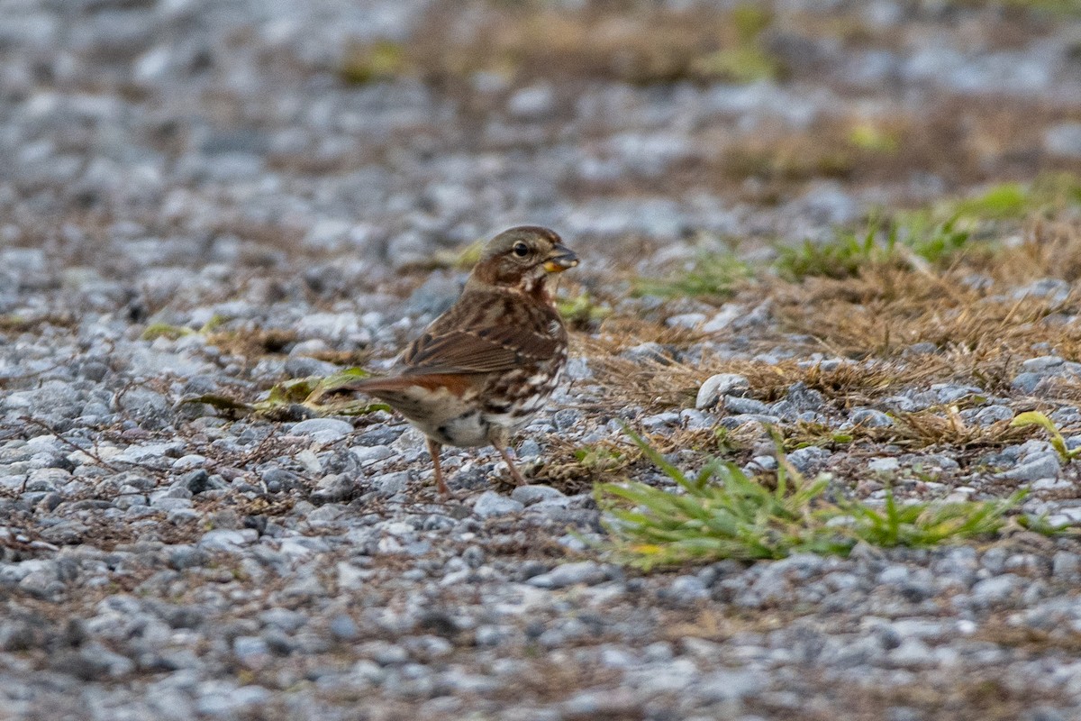 strnadec kaštanový - ML645089394