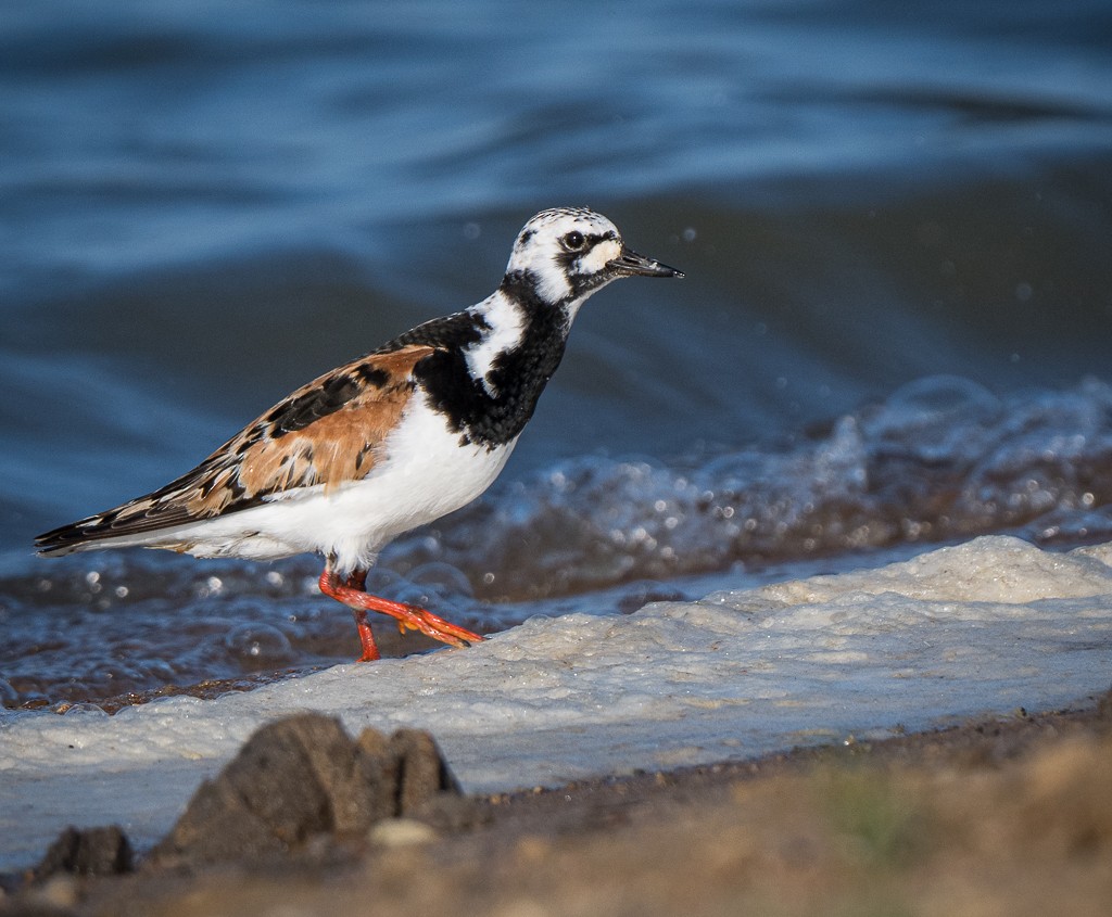 Ruddy Turnstone - ML645089404