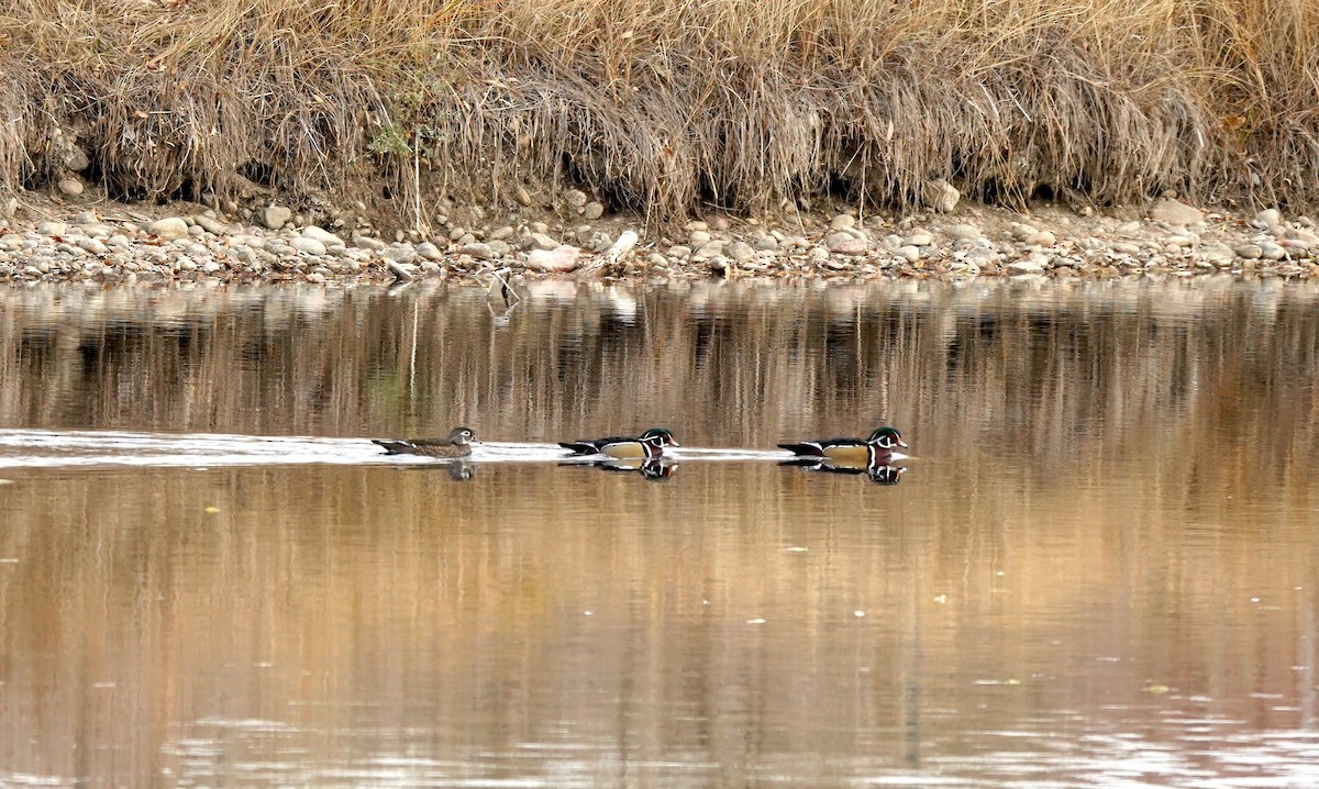 Wood Duck - ML645089406