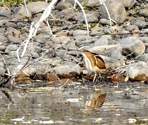 コヨシゴイ - ML645089433