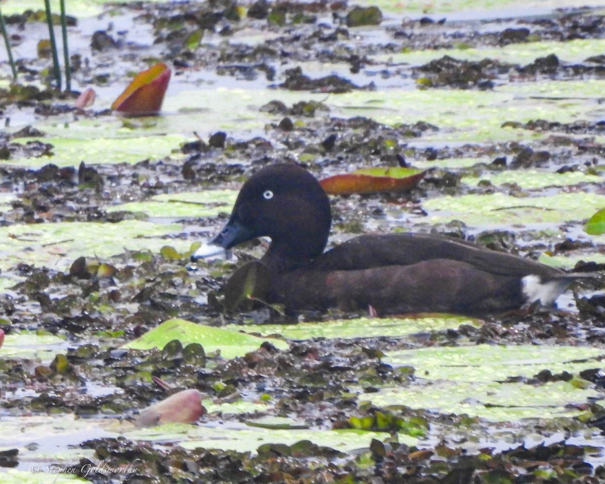 Hardhead - ML645089442