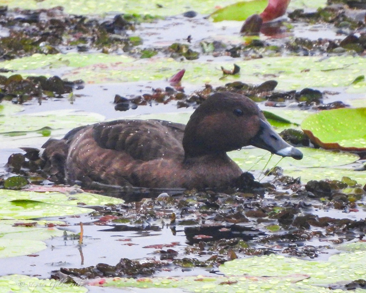 Hardhead - ML645089443