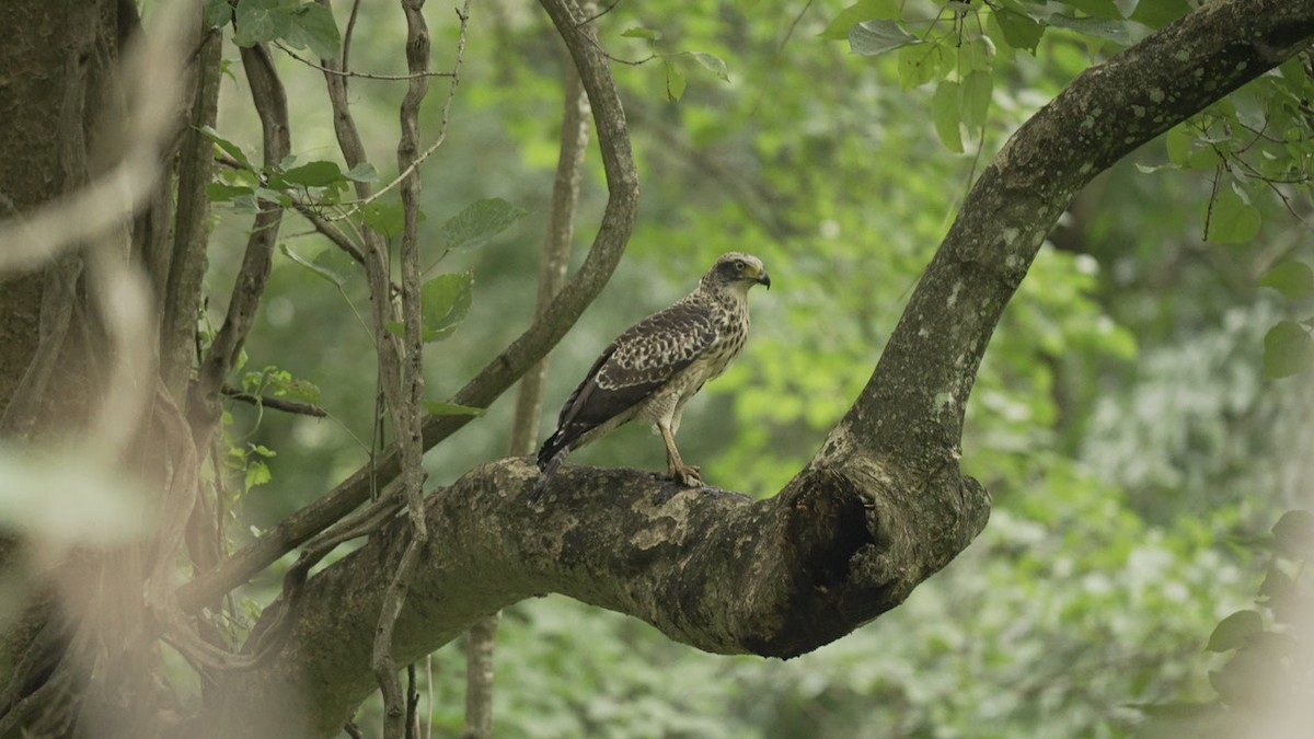 Хохлатый змееяд - ML645089447