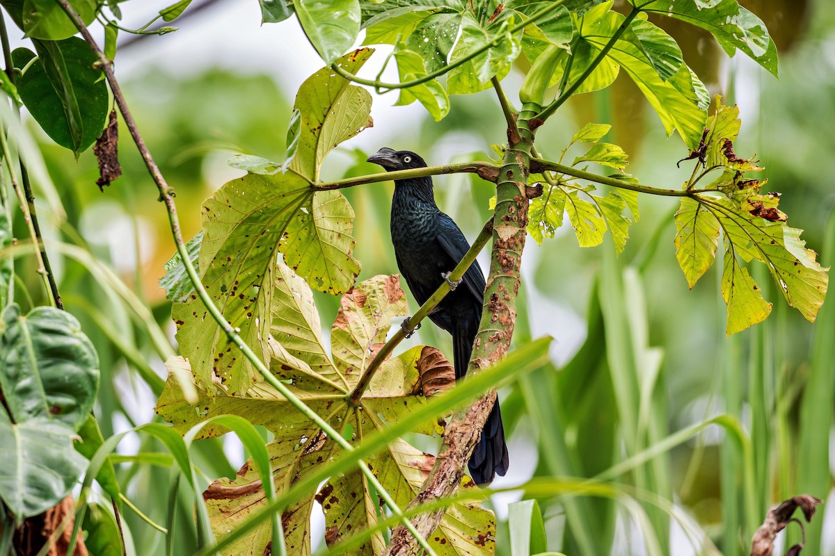 Greater Ani - ML645089455