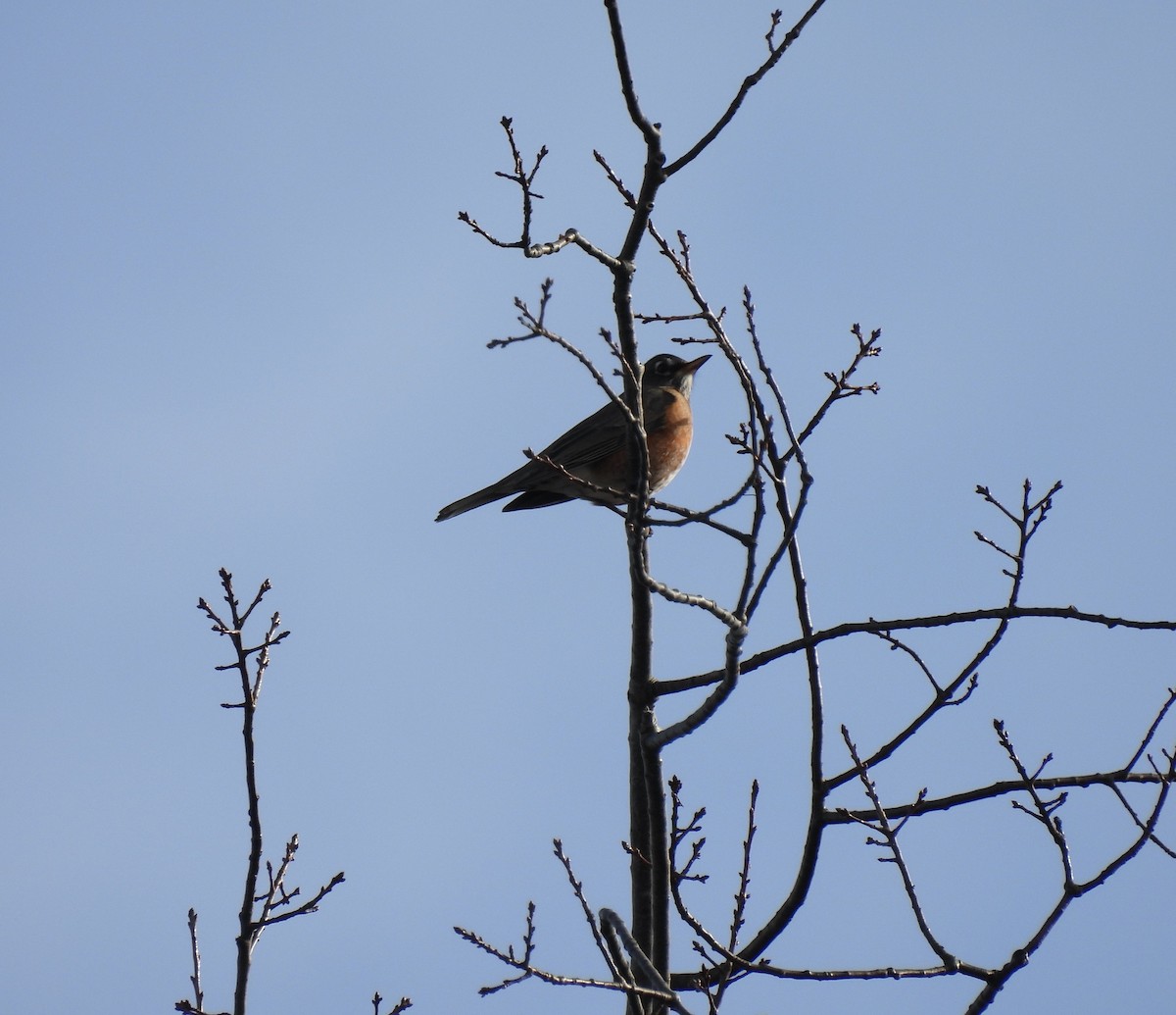 vandretrost - ML645089457