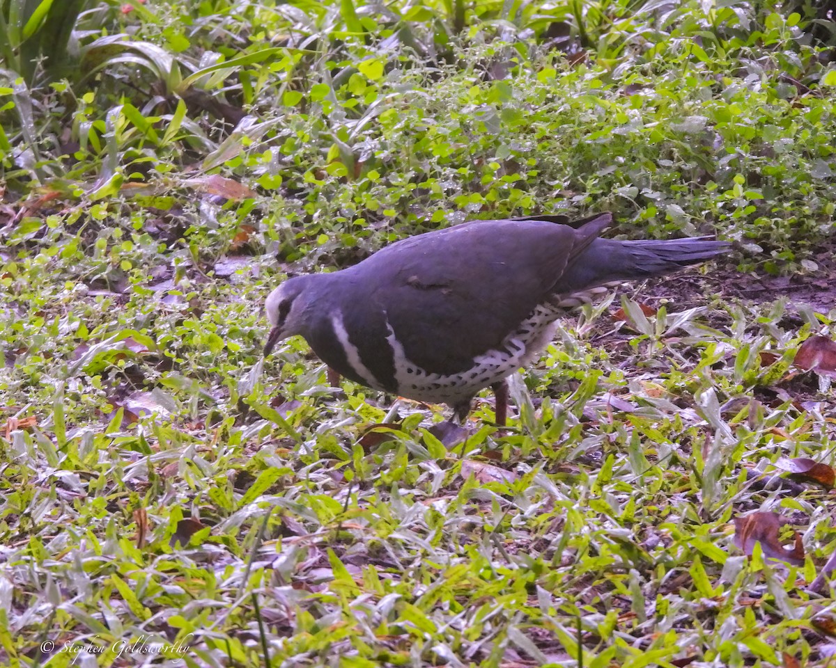 Вонга - ML645089460