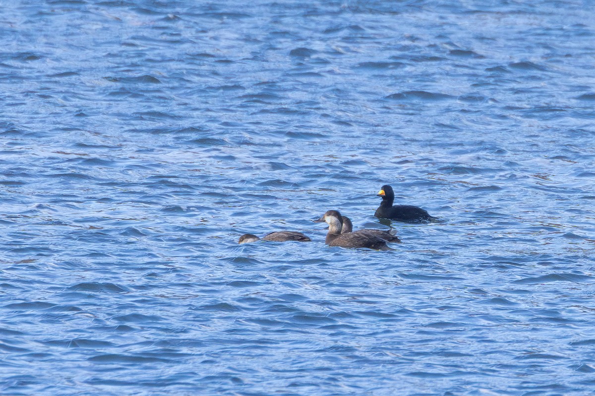 Black Scoter - ML645089461