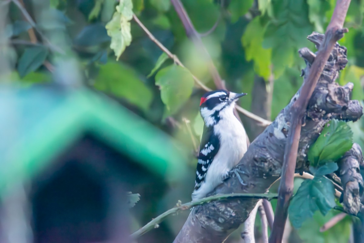 Downy Woodpecker - ML645089476